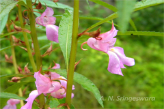 Impatiens balsamina var. macrantha